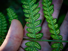 Dryopteris celsa
