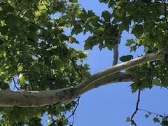 Platanus occidentalis