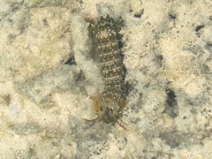Pseudosquilla ciliata