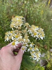 Doellingeria umbellata