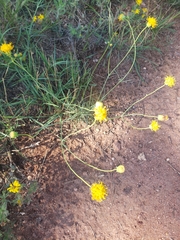 Thelesperma megapotamicum