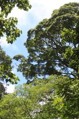 Syzygium densiflorum