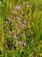 Symphyotrichum laeve