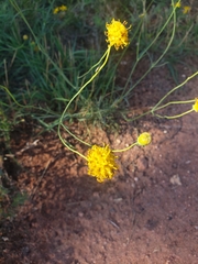 Thelesperma megapotamicum