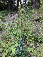Digitalis