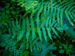 Dryopteris celsa