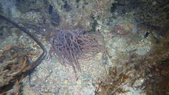 Anemonia viridis