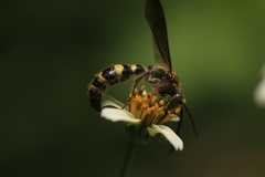 Campsomerinae
