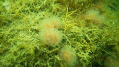 Morchellium argus