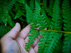 Dryopteris celsa