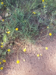 Thelesperma megapotamicum