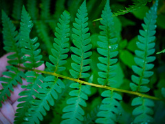 Dryopteris celsa