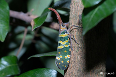 Pyrops candelaria
