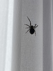Steatoda borealis