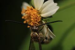 Campsomerinae