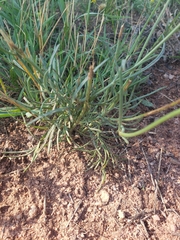 Thelesperma megapotamicum