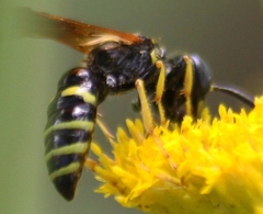 Philanthus lepidus