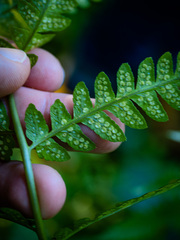 Dryopteris celsa