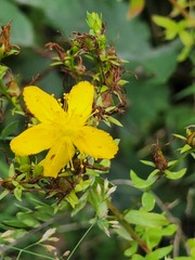 Hypericum perforatum