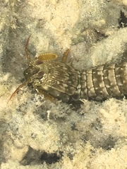 Pseudosquilla ciliata
