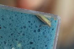 Oncocera semirubella