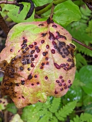 Puccinia linkii