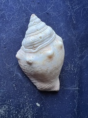 Strombus alatus