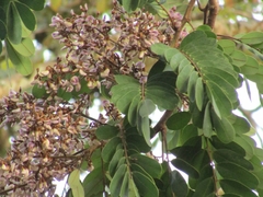 Lonchocarpus