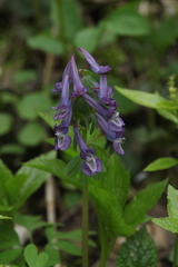 Corydalis solida