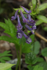 Corydalis solida