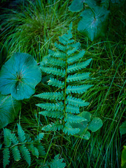 Dryopteris celsa