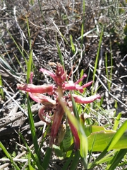 Lachenalia bulbifera