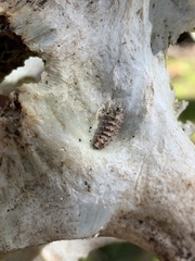 Dasysyrphus