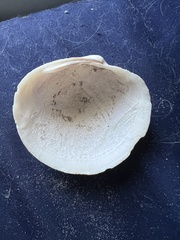 Pegophysema schrammi