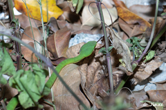 Trimeresurus albolabris