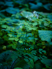 Thalictrum pubescens