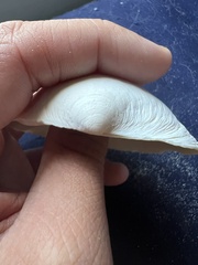 Pegophysema schrammi