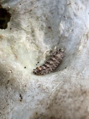 Dasysyrphus