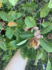 Amelanchier arborea