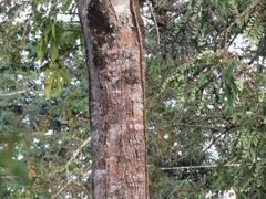 Lonchocarpus