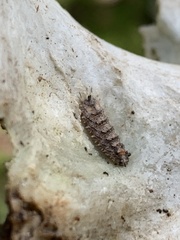 Dasysyrphus