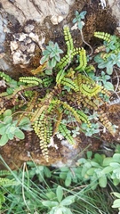Asplenium trichomanes