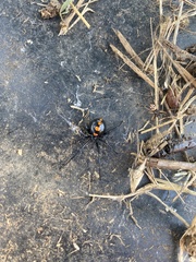 Latrodectus variolus