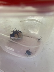 Latrodectus variolus