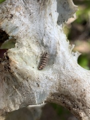 Dasysyrphus