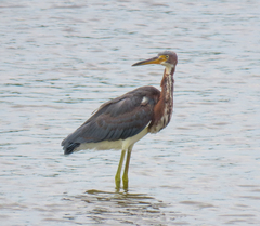 Egretta tricolor
