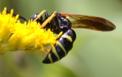 Philanthus lepidus