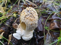 Hypomyces
