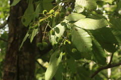 Otonephelium stipulaceum