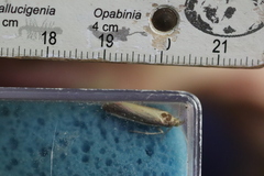 Oncocera semirubella